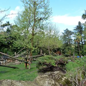 Himalayan red panda and Reeves' muntjac exhibit -ZooParc de Beauval (2025)