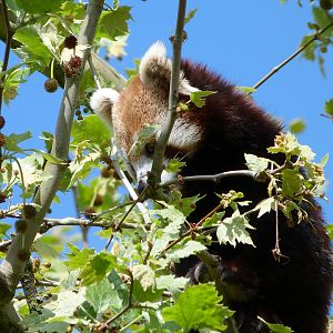 Himalayan red panda -ZooParc de Beauval (2025)