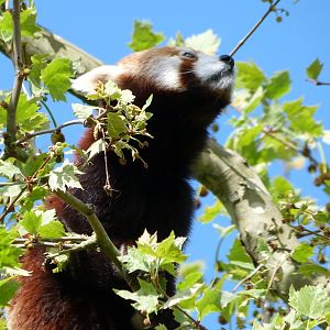 Himalayan red panda -ZooParc de Beauval (2025)
