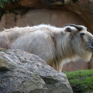 Golden takin -ZooParc de Beauval (2025)
