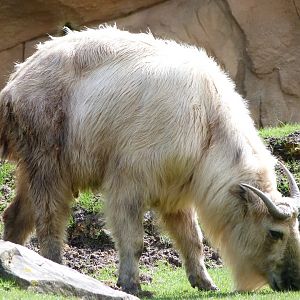 Golden takin -ZooParc de Beauval (2025)