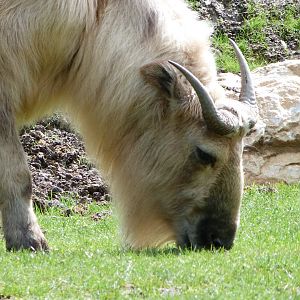 Golden takin -ZooParc de Beauval (2025)