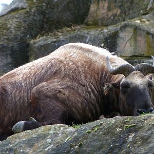 Mishmi takin -ZooParc de Beauval (2025)