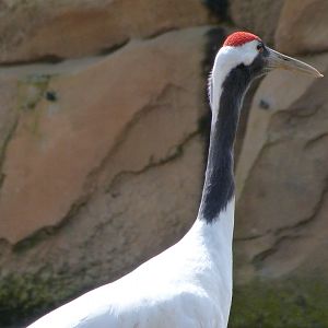 Red-crowned crane -ZooParc de Beauval (2025)