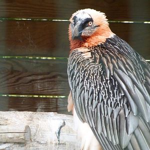 Lammergeier -ZooParc de Beauval (2025)