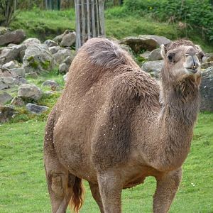 Dromedary -ZooParc de Beauval (2025)