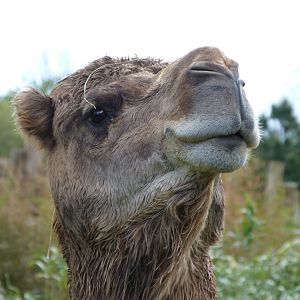 Dromedary -ZooParc de Beauval (2025)