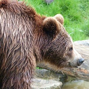 Eurasian brown bear -ZooParc de Beauval (2025)