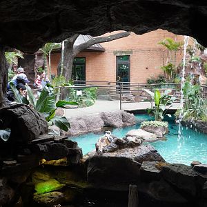 Apr. 2025 - Cape of Good Hope - African Penguin Exhibit