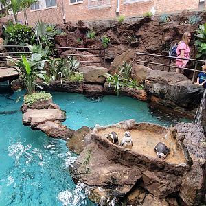 Apr. 2025 - Cape of Good Hope - African Penguin Exhibit