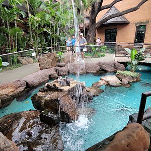 Apr. 2025 - Cape of Good Hope - African Penguin Exhibit