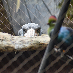 Apr. 2025 - Shoebill & Turaco taken from the Cape of Good Hope
