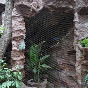 Apr. 2025 - Cape of Good Hope - Blue Coua Exhibit