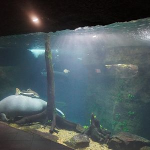 Apr. 2025 - Orinoco Rainforest: Aquatic - The River - Antillean Manatee + Others Tank