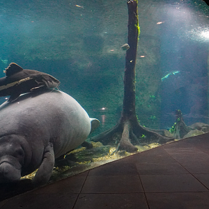 Apr. 2025 - Orinoco Rainforest: Aquatic - The River - Antillean Manatee + Others Tank