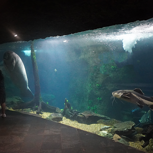 Apr. 2025 - Orinoco Rainforest: Aquatic - The River - Antillean Manatee + Others Tank