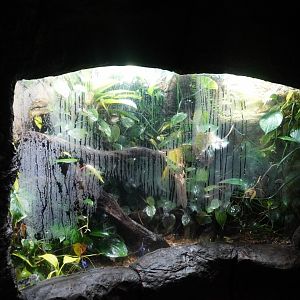 Apr. 2025 - Orinoco Rainforest: Aquatic - Blue Poison Dart Frog Exhibit