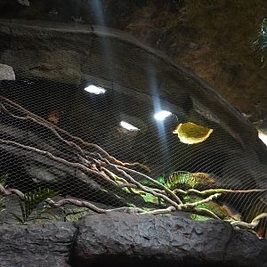 Apr. 2025 - Orinoco Rainforest: Aquatic - Nocturnal Curassow & Hoffman's Two-toed Sloth Exhibit (Lower View)