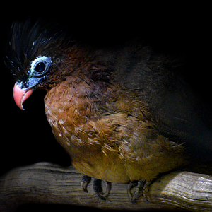 Apr. 2025 - Orinoco Rainforest - Nocturnal Curassow
