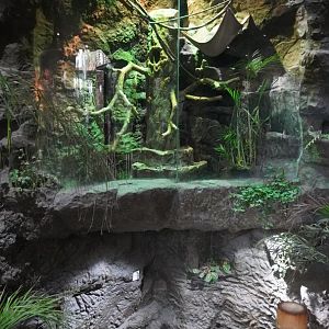 Apr. 2025 - Orinoco Rainforest: Understory - Hoffman's Two-toed Sloth Exhibit (Above Steps)