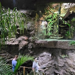 Apr. 2025 - Orinoco Rainforest: Understory - Hoffman's Two-toed Sloth Exhibit (Above Steps)