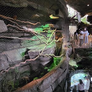 Apr. 2025 - Orinoco Rainforest: Understory - Nocturnal Curassow & Hoffman's Two-toed Sloth Exhibit