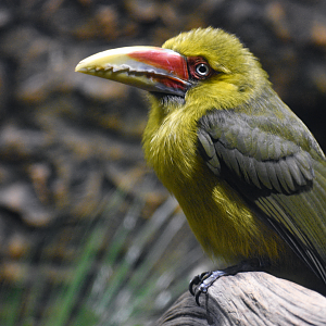 Apr. 2025 - Orinoco Rainforest: Understory - Saffron Toucanet