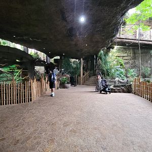 Apr. 2025 - Orinoco Rainforest: Understory