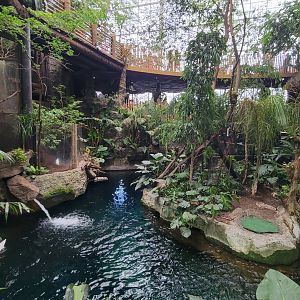 Apr. 2025 - Orinoco Rainforest: Understory - Monkey Island + Manatee Exhibit
