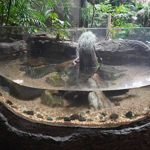 Apr. 2025 - Orinoco Rainforest: Understory - White-blotched River Ray Exhibit