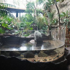 Apr. 2025 - Orinoco Rainforest: Understory - White-blotched River Ray Exhibit