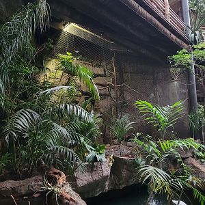Apr. 2025 - Orinoco Rainforest: Understory - Toucan + Giant Otter Exhibits