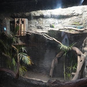 Apr. 2025 - Orinoco Rainforest: Understory - Hawk-headed Parrot Exhibit