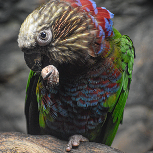 Apr. 2025 - Orinoco Rainforest: Understory - Hawk-headed Parrot