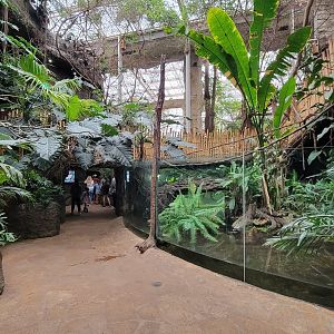 Apr. 2025 - Orinoco Rainforest: Understory - Crocodile Cove - Orinoco Crocodile Exhibit