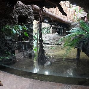Apr. 2025 - Orinoco Rainforest: Understory - Crocodile Cove - Orinoco Crocodile Exhibit