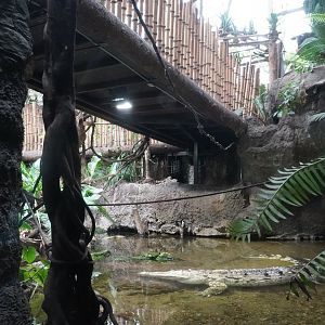 Apr. 2025 - Orinoco Rainforest: Understory - Crocodile Cove - Orinoco Crocodile Exhibit