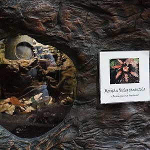 Apr. 2025 - Orinoco Rainforest: Understory - Bats and Bugs - Mexican Fireleg Tarantula Exhibit