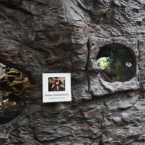 Apr. 2025 - Orinoco Rainforest: Understory - Bats and Bugs - Mexican Fireleg + Goliath Birdeater Exhibits