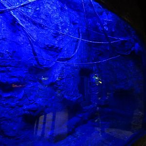 Apr. 2025 - Orinoco Rainforest: Understory - Bats and Bugs - Vampire Bat Exhibit