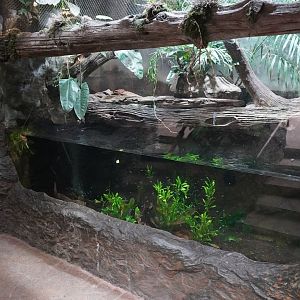 Apr. 2025 - Orinoco Rainforest: Understory - The River's Edge - Green Anaconda Exhibit