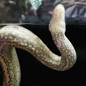 Apr. 2025 - Orinoco Rainforest: Understory - The River's Edge - Green Anaconda