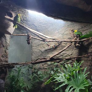 Apr. 2025 - Orinoco Rainforest: Understory - The River's Edge - Double-yellow Banded Amazon Parrot Exhibit