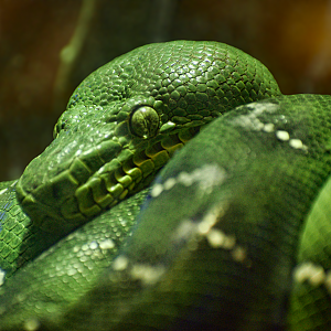 Apr. 2025 - Orinoco Rainforest: Understory - Hidden Treasure - Emerald Tree Boa