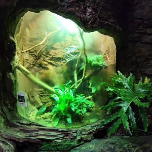 Apr. 2025 - Orinoco Rainforest: Understory - Hidden Treasure - Emerald Tree Boa Exhibit