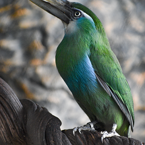 Apr. 2025 - Orinoco Rainforest: Understory - Hidden Treasure - Blue-banded Toucanet