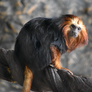 Apr. 2025 - Orinoco Rainforest: Understory - Hidden Treasure - Golden-headed Lion Tamarin