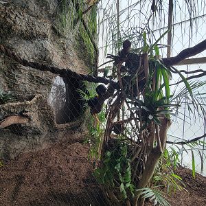 Apr. 2025 - Orinoco Rainforest: Understory - Hidden Treasure - Golden-headed Lion Tamarin & Blue-banded Toucanet Exhibit