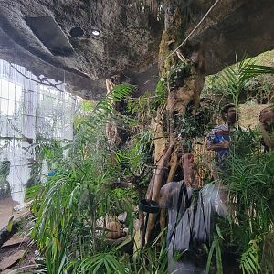 Apr. 2025 - Orinoco Rainforest: Understory - Hidden Treasure - Black-tailed Trogon Exhibit