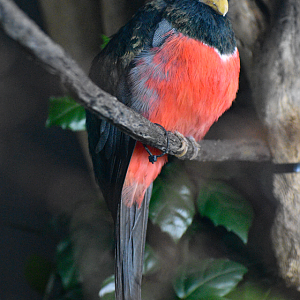 Apr. 2025 - Orinoco Rainforest: Understory - Hidden Treasure - Black-tailed Trogon Exhibit